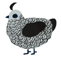 A silver and sable chicken with a double-lace pattern