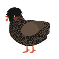 A black and bark chicken with a double-lace pattern