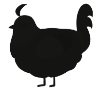 Outlet, a black chicken with a head pattern