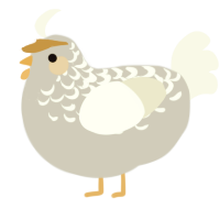 Aelin, a silver and white chicken with a half-lace pattern
