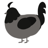 A grey and black chicken with a head pattern