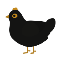 A black chicken