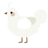 A white chicken