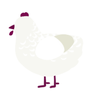 A white chicken with a half-lace pattern