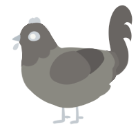 A ash and grey chicken with a head pattern