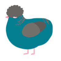 A sea and grey chicken with a neck-band pattern
