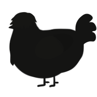 Untarnished Simon, a black chicken