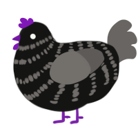 Fig, a black and grey chicken with a bar pattern