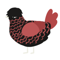 A sable and red chicken with a lace pattern