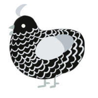 A black and mist chicken with a lace pattern