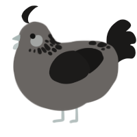 A grey and sable chicken with a neck-speckle pattern