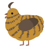 A gold and bark chicken with a bar pattern