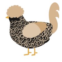 A sable and beige chicken with a double-lace pattern