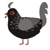 A sable and grey chicken with a half-lace pattern