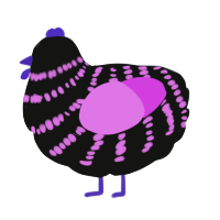 A black and orchid chicken with a bar pattern