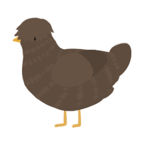 A bark chicken with a bar pattern