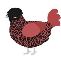 A sable and red chicken with a double-lace pattern