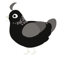 (unnamed), a black and grey chicken with a neck-speckle pattern