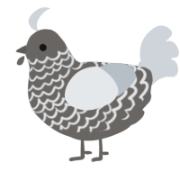 Halo, a grey and mist chicken with a lace pattern