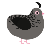 A grey and black chicken with a half-lace pattern