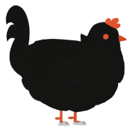 Mortis, a black chicken with a lace pattern