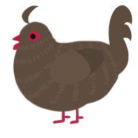 A bark chicken with a bar pattern
