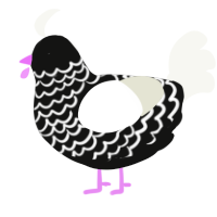 Almond Cookie, a black and white chicken with a lace pattern