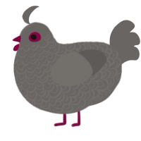 Lurker, a grey chicken with a double-lace pattern