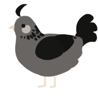 A grey and black chicken with a neck-speckle pattern