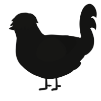 Wonderful Nothing, a black chicken