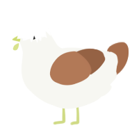 Spice Gull, a white and brown chicken