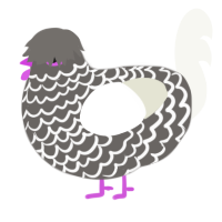 (unnamed), a grey and white chicken with a lace pattern