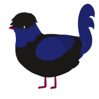 emo boyband, a sable and navy chicken with a head pattern