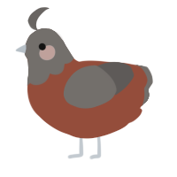 A russet and grey chicken with a head pattern