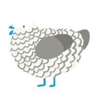 A white and ash chicken with a lace pattern
