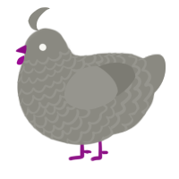 Clinker, a ash chicken with a lace pattern