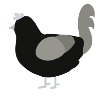 A black and ash chicken