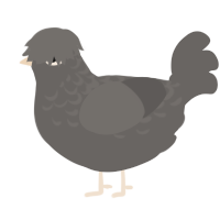 Interlude Shadow, a grey chicken with a half-lace pattern