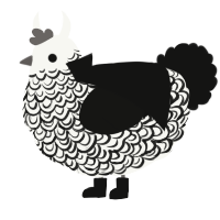 A white and black chicken with a double-lace pattern