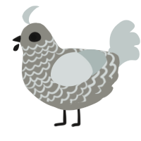dust bunny, a ash and silver chicken with a lace pattern