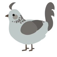 english sky, a silver and grey chicken with a neck-speckle pattern