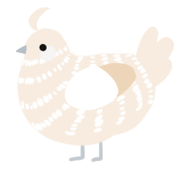 Coconut, a cream chicken with a bar pattern