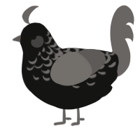 (unnamed), a black and grey chicken with a half-lace pattern
