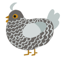 Blanche, a grey and silver chicken with a lace pattern