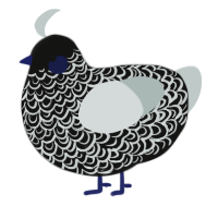 A black and silver chicken with a double-lace pattern
