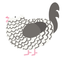 (unnamed), a white and grey chicken with a lace pattern