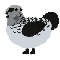 Unova, a mist and black chicken with a half-lace pattern