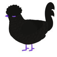 Ovis, a sable and black chicken with a lace pattern