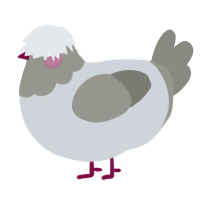 A mist and ash chicken with a head pattern