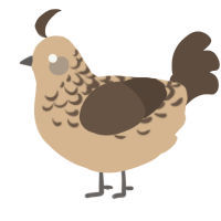 Flat White, a beige and bark chicken with a half-lace pattern
